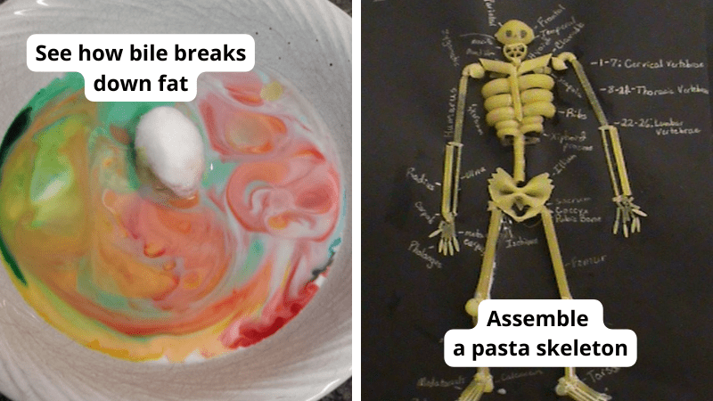 31 Interactive Ways To Teach Kids the Anatomy of the Human Body - articles about education today 31 Interactive Ways To Teach Kids the Anatomy of the Human Body