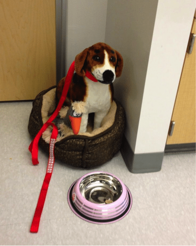 use a washable stuffed animal as a class pet