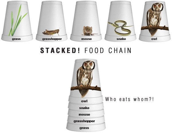 stacked food chain