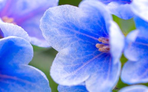 Epson Blog FLOWER Epson Blog FLOWER