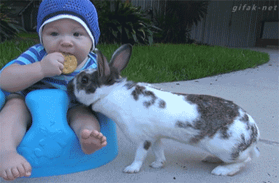 Bunny steal snack from child.