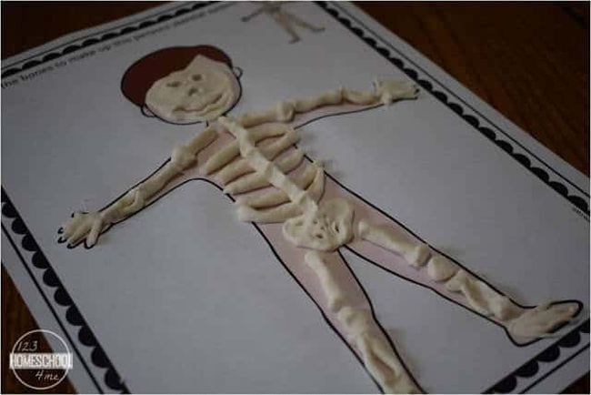 Worksheet showing body outline with play dough bones laid on top