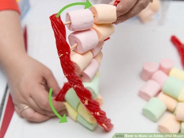 Studente in possesso di un modello di DNA fatto da Twizzlers, marshmallow colorati, e stuzzicadenti