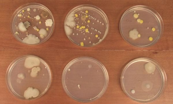 Six petri dishes growing a variety of molds and bacteria 