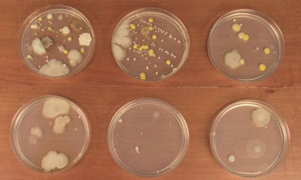 Seis placas de Petri que cultivan una variedad de mohos y bacterias