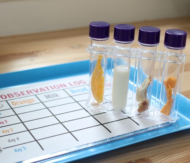 Test tubes holding pieces of food sitting on a worksheet labeled Observation Log 