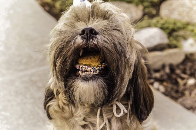 Dog with its mouth open and filled with treats (Fifth Grade Science)