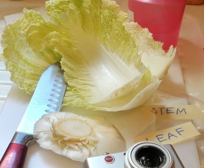 Two leaves and the stem of green cabbage with labels and a knife