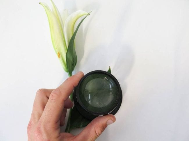 Hand holding a magnifying glass over a lily flower