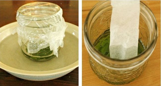 Small jar with leaves and water covered in plastic wrap