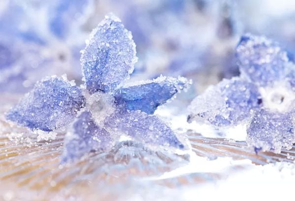 Closeup of blue flowers covered in tiny crystals