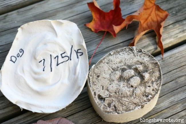 Plaster cast of dog footprint next to autumn leaves, dated 7/25/15