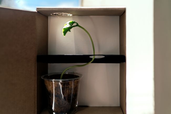 A plant in a cardboard box, growing in a twisted pattern through holes toward light at the top