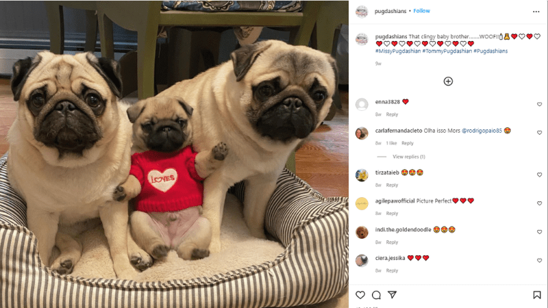 Instagram image from the account of @pugdashians for teachers who want to unplug over winter break
