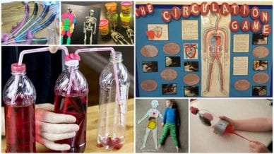 Six separate images of anatomy activities and experiments.