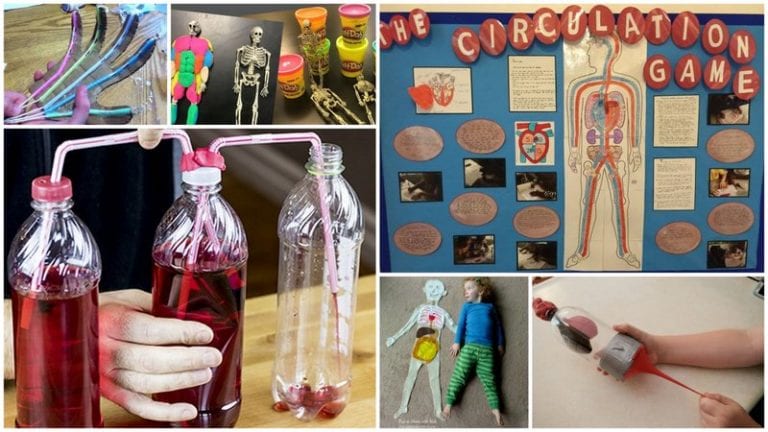26 Interactive Ways to Teach Kids the Anatomy of the Human Body