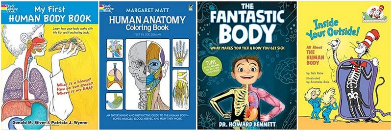 Books about human body- anatomy activities