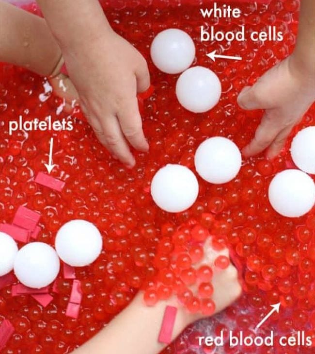 Red orbeez representing red blood cells and golf balls- anatomy activities