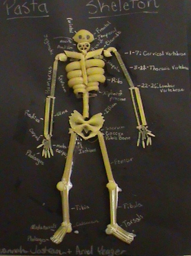 Skeleton made of pasta- anatomy activities
