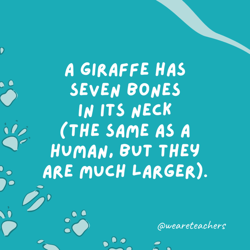 تحتوي الزرافة على سبع عظام في رقبتها (مثل عظام الإنسان ، لكنها أكبر بكثير).