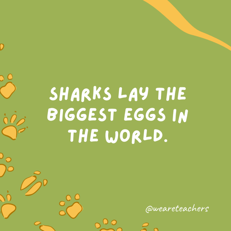 Sharks lay the biggest eggs in the world.