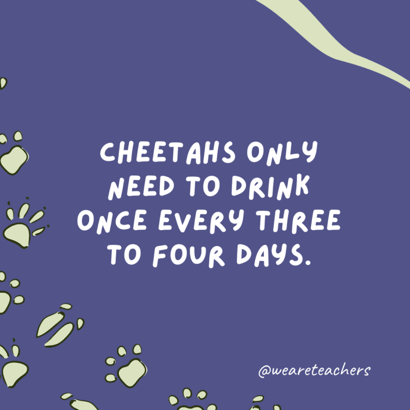 Cheetahs only need to drink once every three to four days.