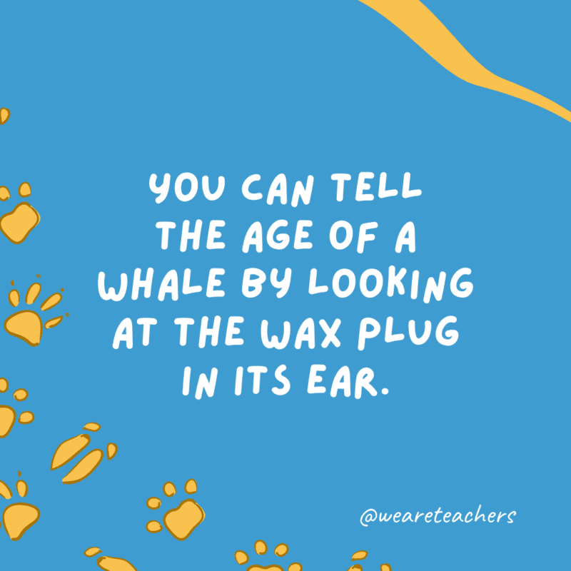 يمكنك معرفة عمر الحوت من خلال النظر إلى سدادة الشمع في أذنه. 