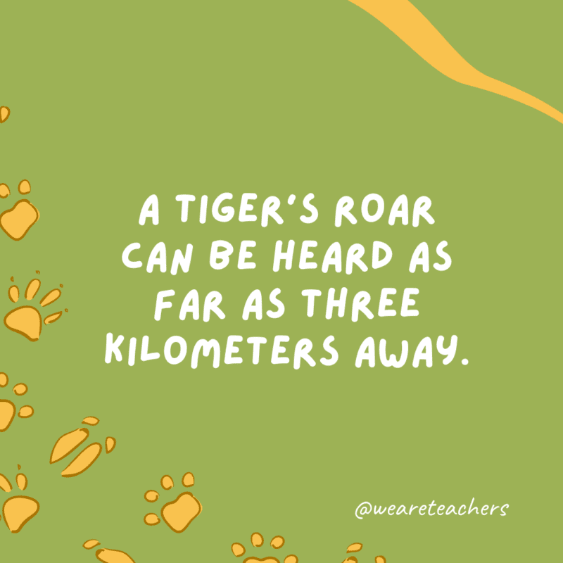 A tiger’s roar can be heard as far as three kilometers (two miles) away.