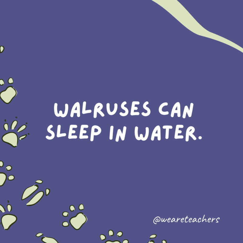 يمكن لحيوانات الفظ أن تنام في الماء.