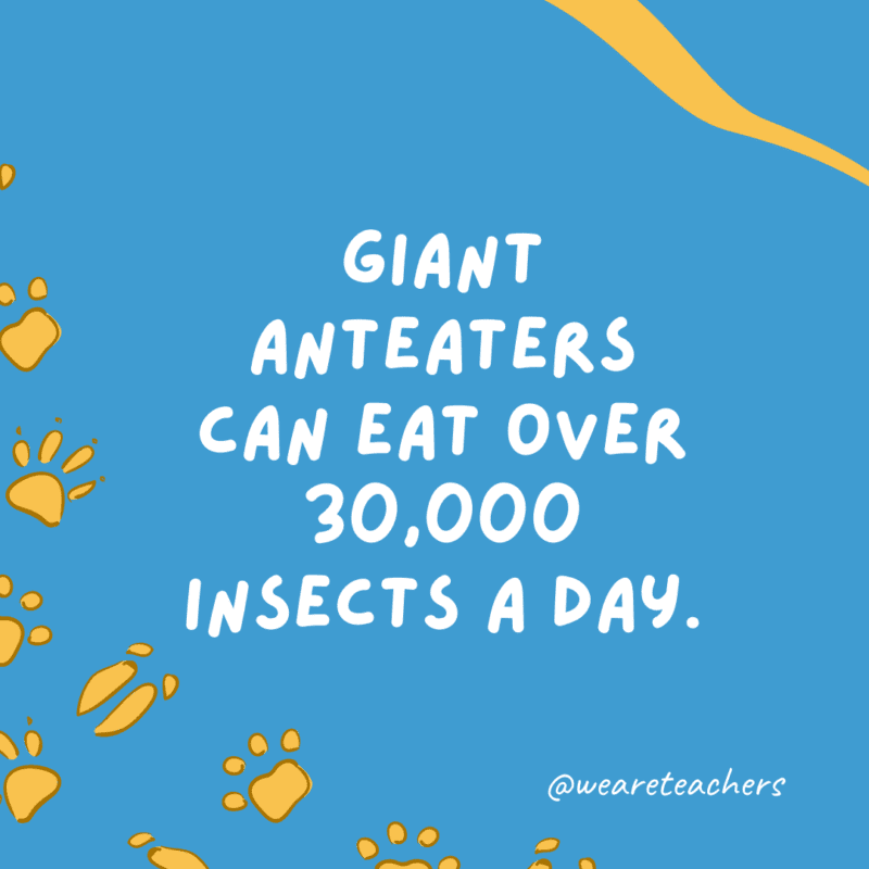 Giant anteaters can eat over 30,000 insects a day.