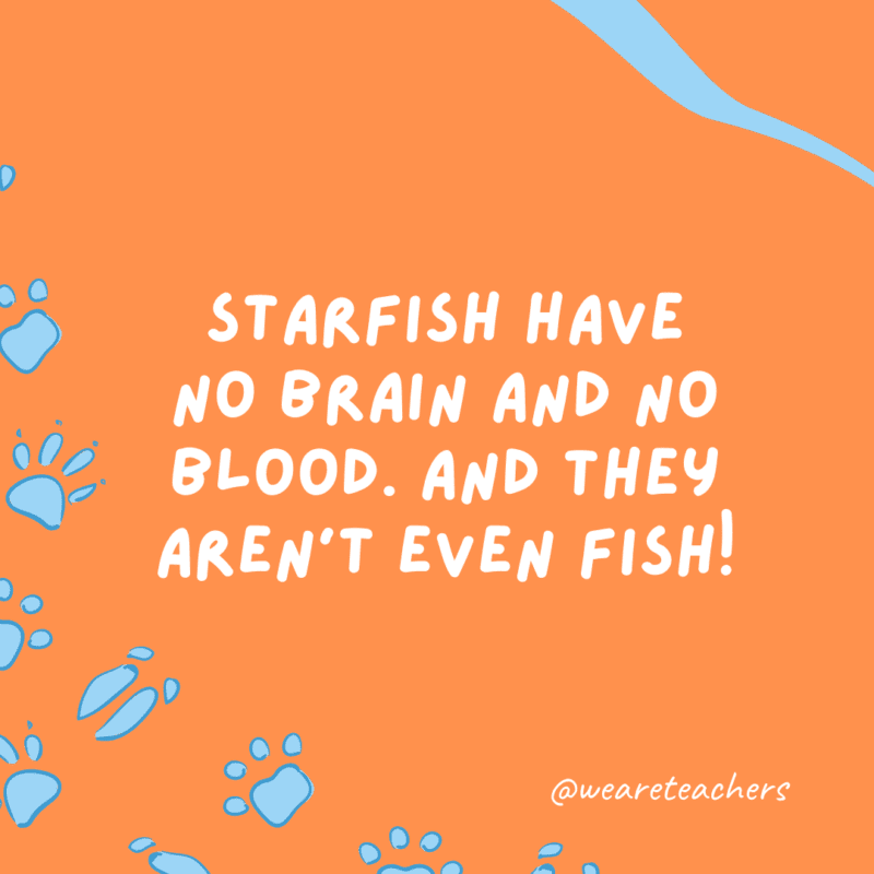 Starfish have no brain and no blood. And they aren't even fish!