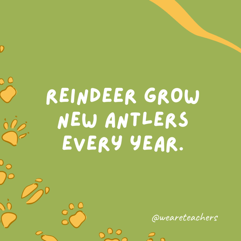 Reindeer grow new antlers every year.