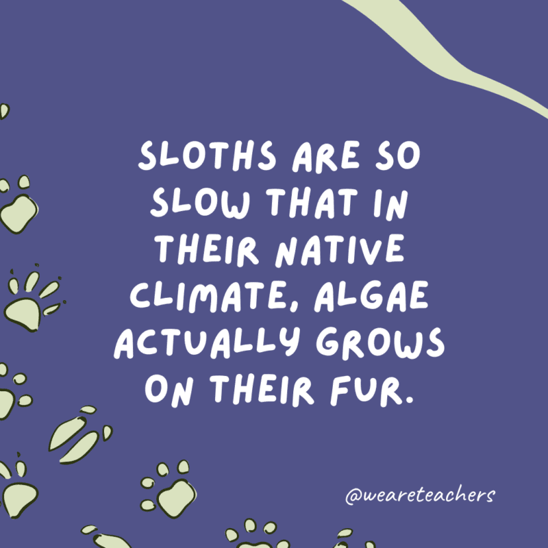 Sloths are so slow that in their native climate, algae actually grows on their fur.