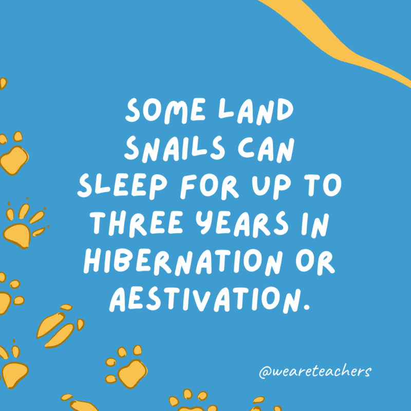 Some land snails can sleep for up to three years in hibernation or aestivation.