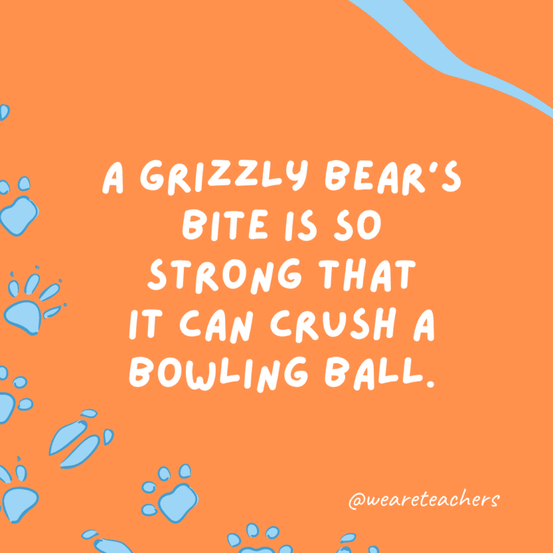 A grizzly bear’s bite is so strong that it can crush a bowling ball.