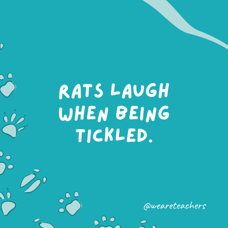 Rats laugh when being tickled.