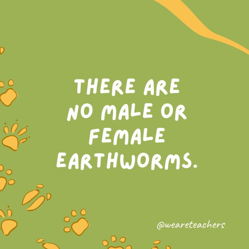 There are no male or female earthworms.