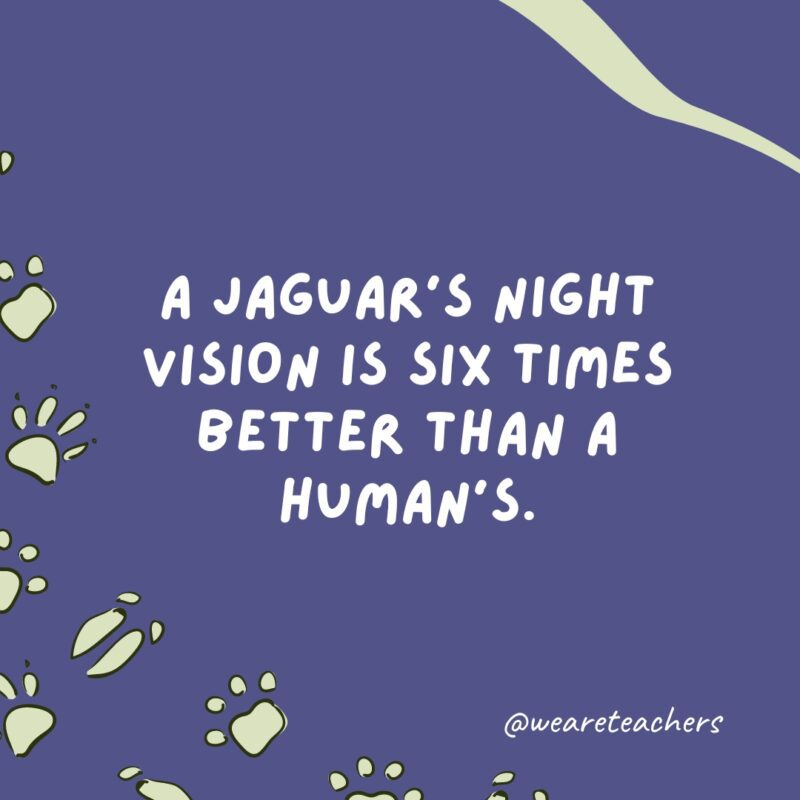 الرؤية الليلية لجاكوار أفضل بست مرات من رؤية الإنسان.