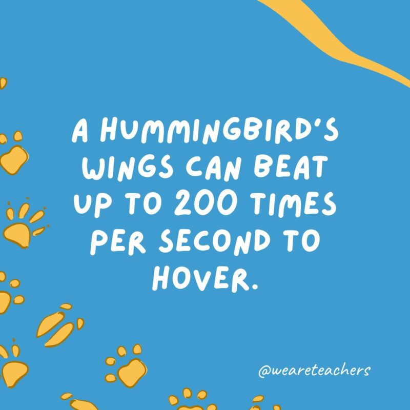 يمكن لأجنحة الطائر الطنان أن تضرب حتى 200 مرة في الثانية لتحوم.
