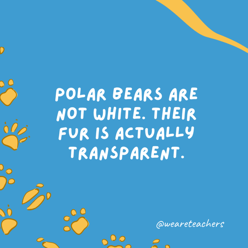 الدببة القطبية ليست بيضاء.  فرائهم شفاف في الواقع.
