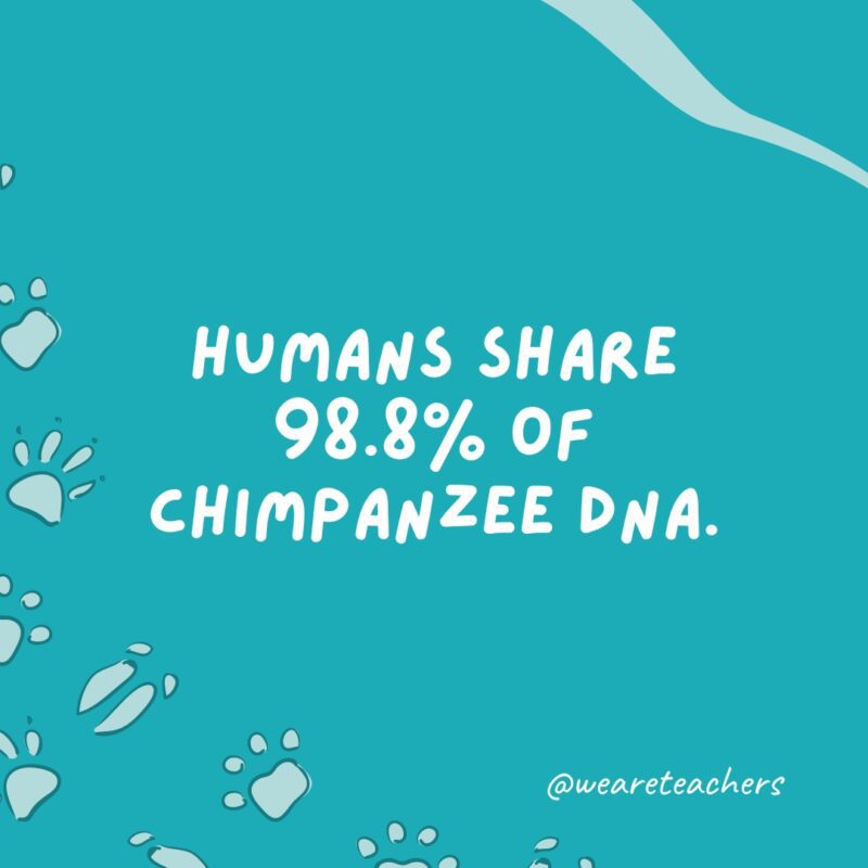 Humans share 98.8% of chimpanzee DNA.