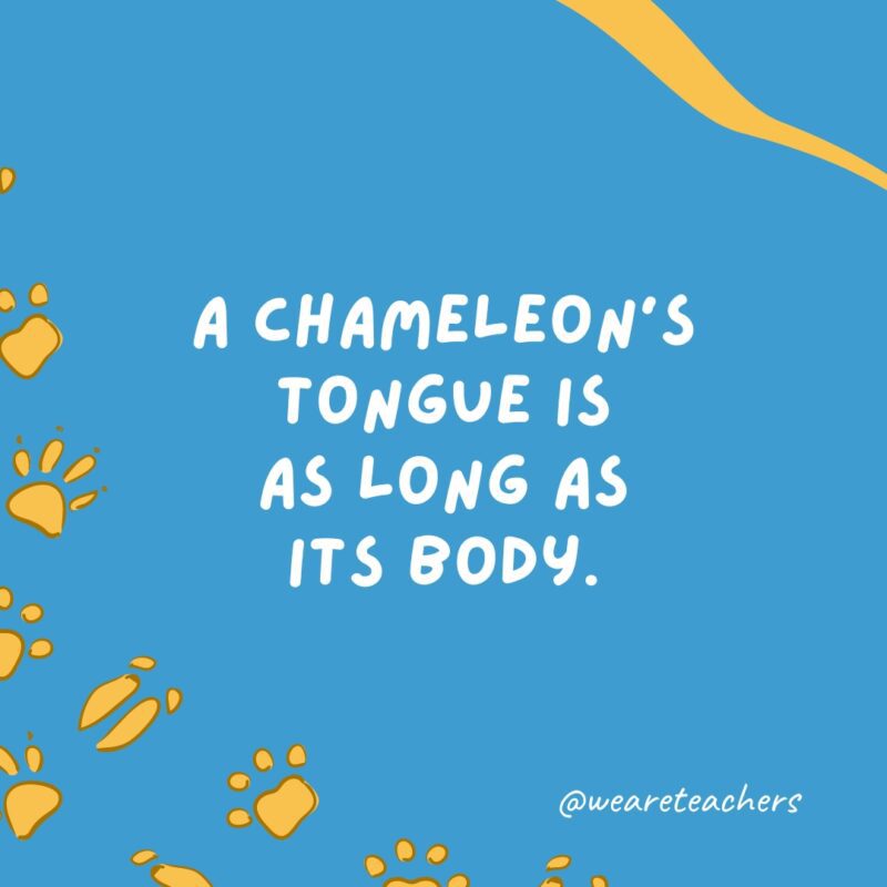 A chameleon’s tongue is as long as its body.