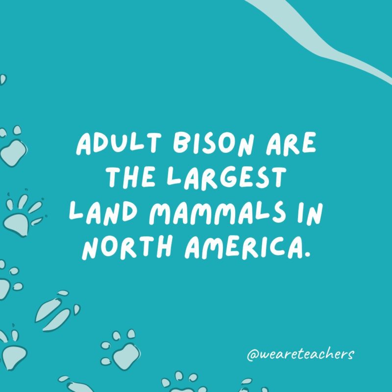 البيسون البالغ هو أكبر الثدييات البرية في أمريكا الشمالية.
