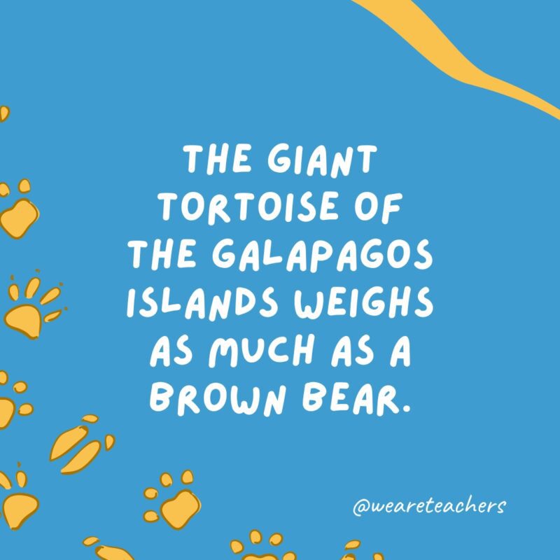 The giant tortoise of the Galapagos Islands weighs as much as a brown bear.