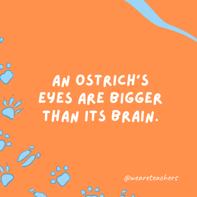 An ostrich’s eyes are bigger than its brain.
