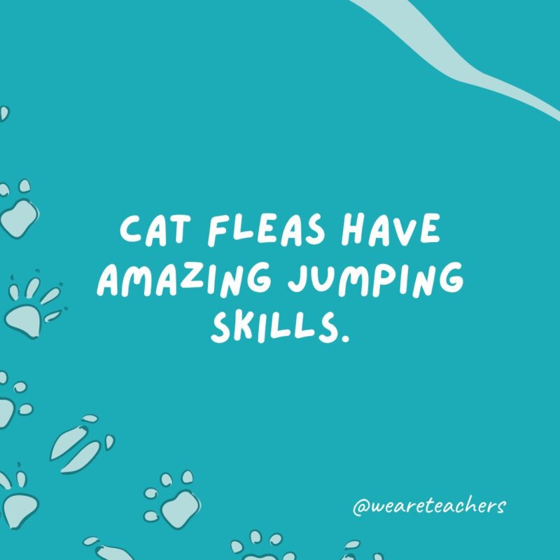 Cat fleas have amazing jumping skills.