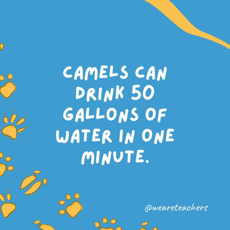 Camels can drink 50 gallons of water in one minute.