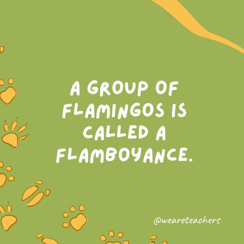 A group of flamingos is called a flamboyance.