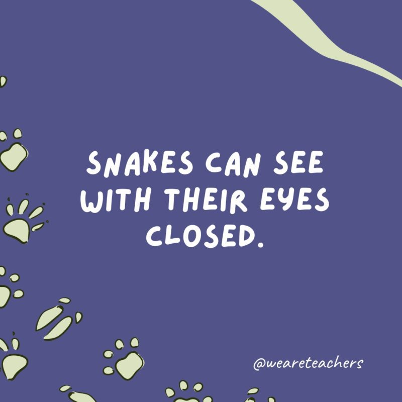 تستطيع الثعابين الرؤية بأعينهم مغلقة.