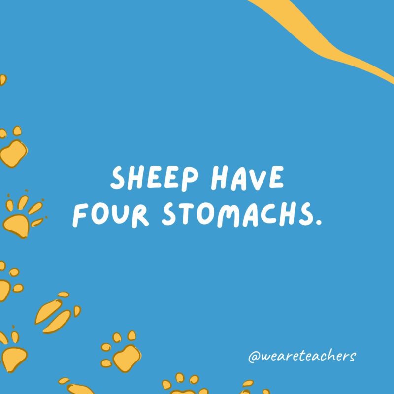Sheep have four stomachs.